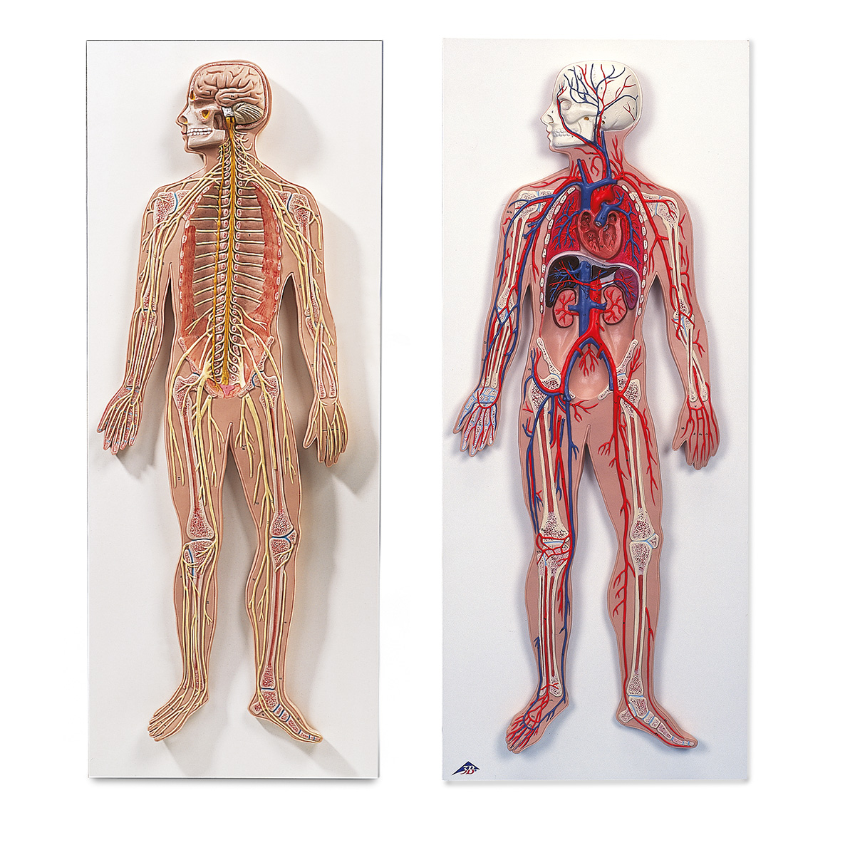 Sistem nervos si circulator - set anatomic, material didactic biologie