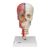 A283 - Craniu realizat din material similar osului uman - jumatate transparent - cu creier si vertebre, material didactic biologie