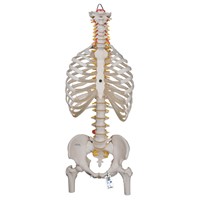 A56/2 - Coloana vertebrala flexibila cu coaste si cap de femur, modele anatomice, material didactic
