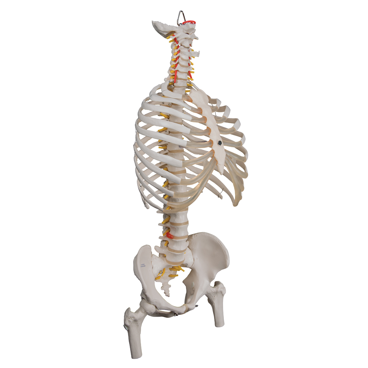 Coloana vertebrala flexibila cu coaste si cap de femur, material didactic biologie