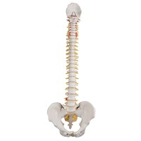 A58/1 - Coloana vertebrala umana flexibila, modele anatomice, material didactic