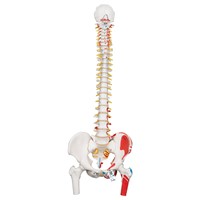 A58/3 - Coloana vertebrala umana flexibila cu cap de femur si muschi pictati, modele anatomice, material didactic