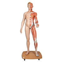 B53 - Model uman jumatate sectionat cu muschi si sex interschimbabil, modele anatomice, material didactic