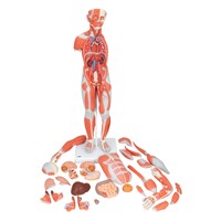 B55 - Model uman cu muschi si sex interschimbabil, modele anatomice, material didactic