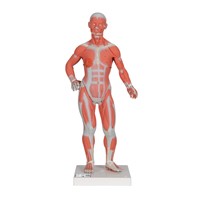 B59 - Model uman cu muschi din 2 parti, modele anatomice, material didactic