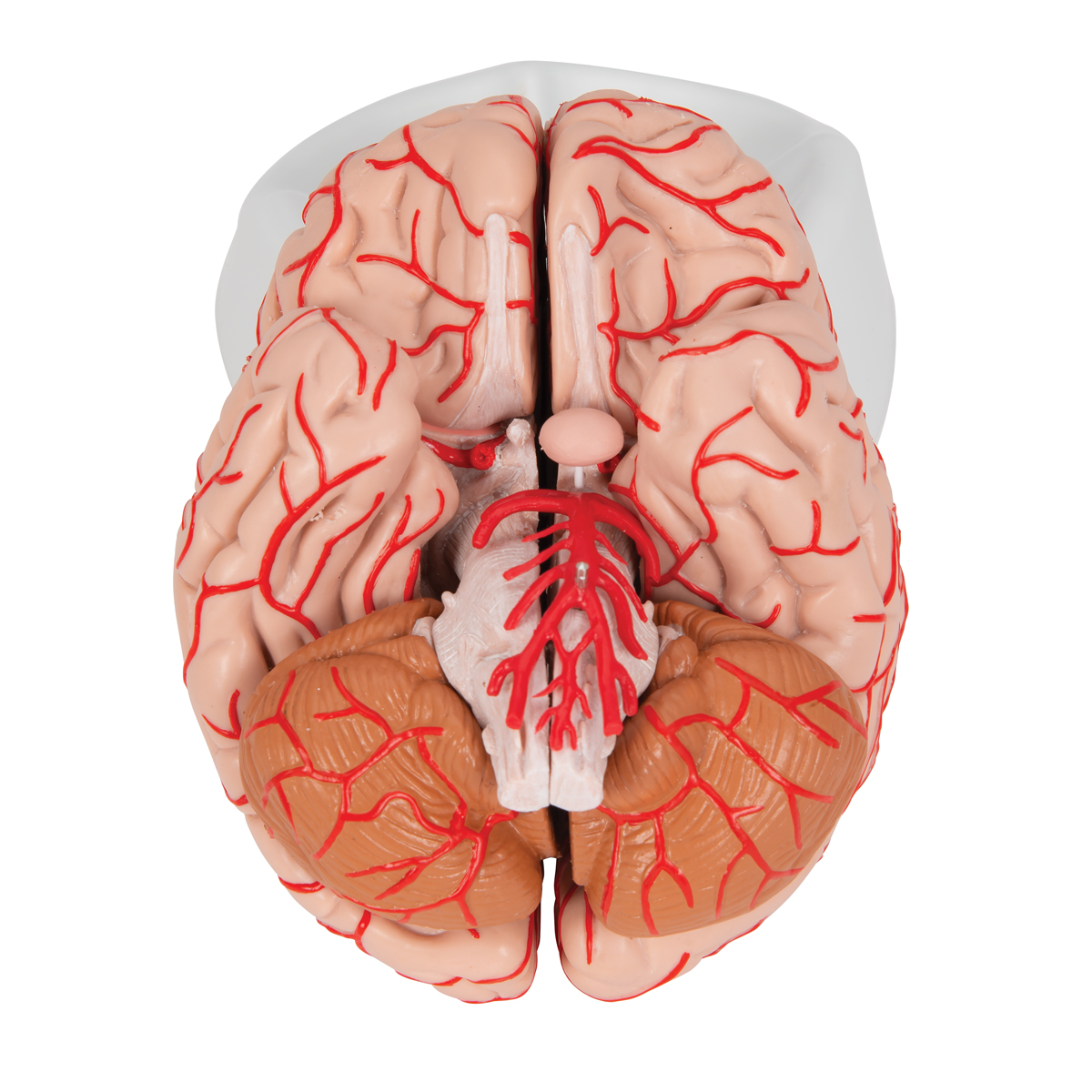Creier uman cu artere, material didactic biologie