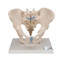 H21/1 - Schelet pelvis masculin, material didactic biologie