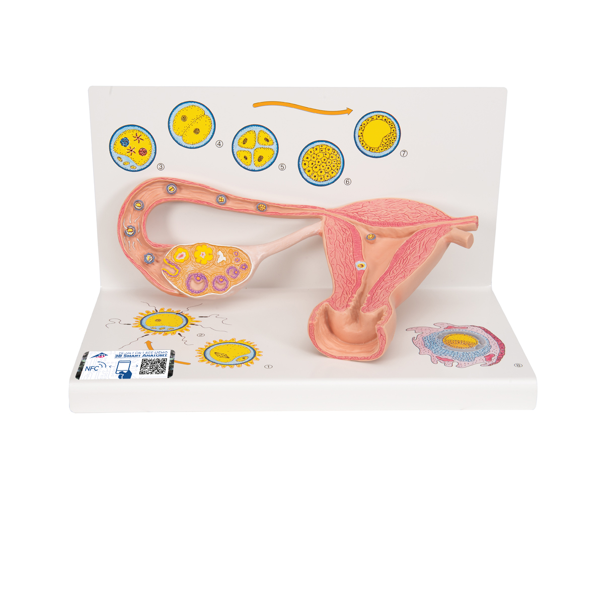Ovare cu trompe uterine - prezentare stagii de fertilizare, material didactic biologie