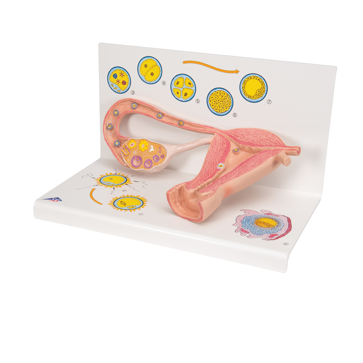 Ovare cu trompe uterine - prezentare stagii de fertilizare, material didactic biologie